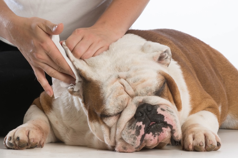 A Guide to Happy Ears: Keeping Your Pet’s Ears Healthy and Infection-Free