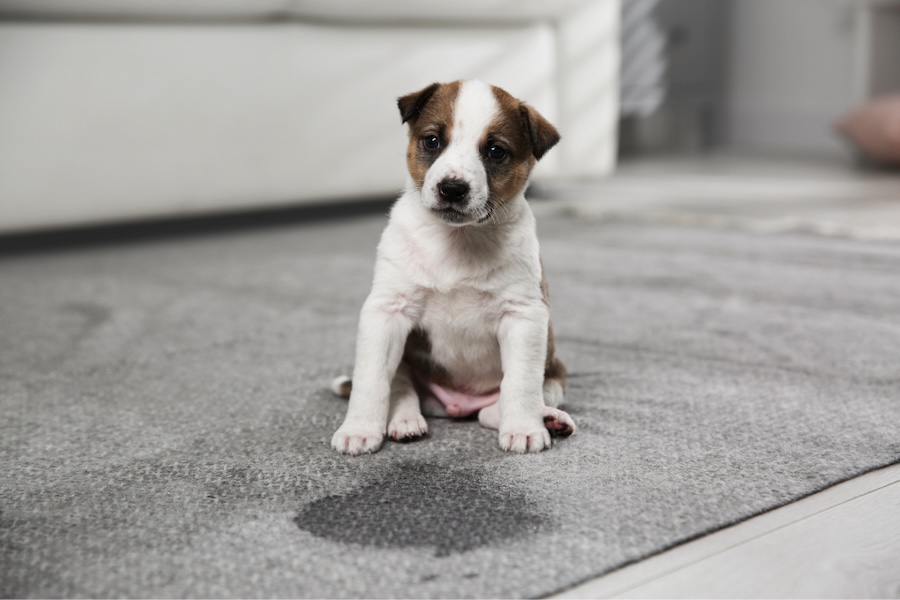 Puppy Training Tips