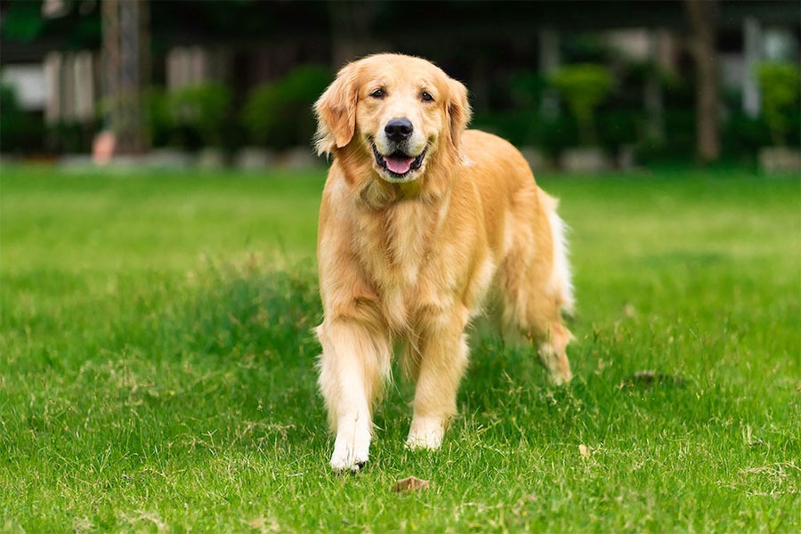 Keep Your Furry Friends Safe: Understanding Fleas and Ticks