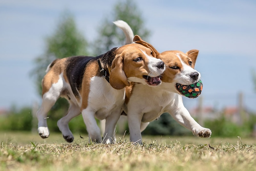 Understanding Your Dog’s Joint Health: Canine Osteoarthritis Explained