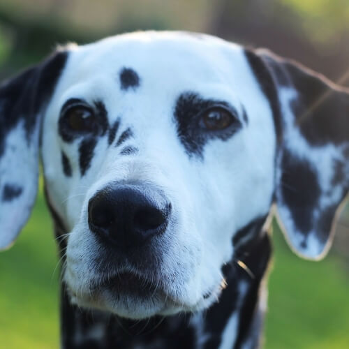 Dalmatians