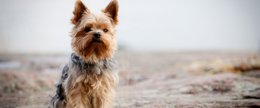 Yorkshire Terriers