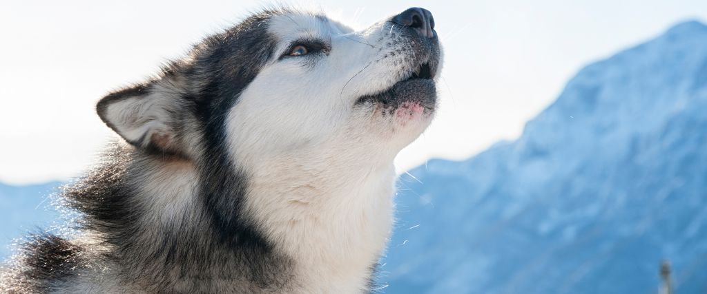 Alaskan Malamutes