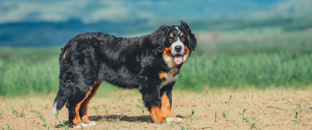 Bernese Mountain Dogs