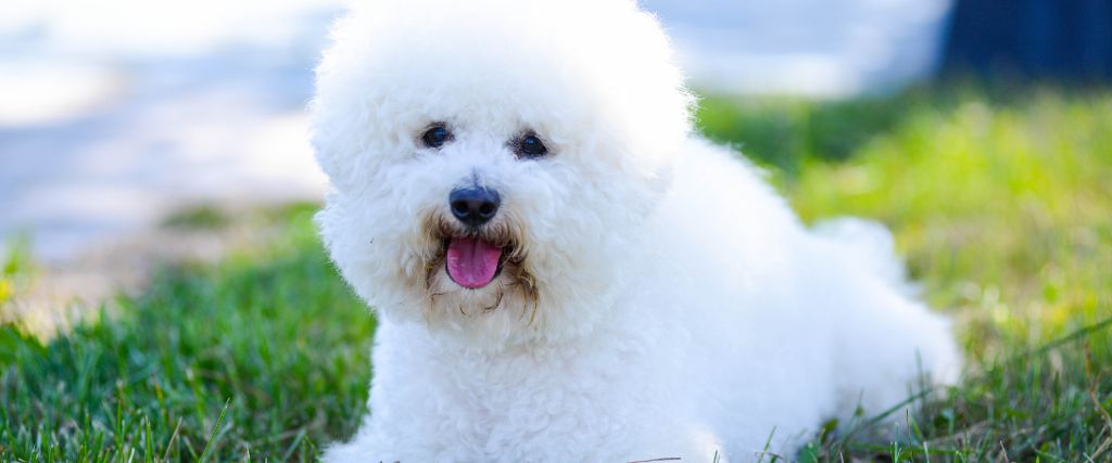 Bichon Frise