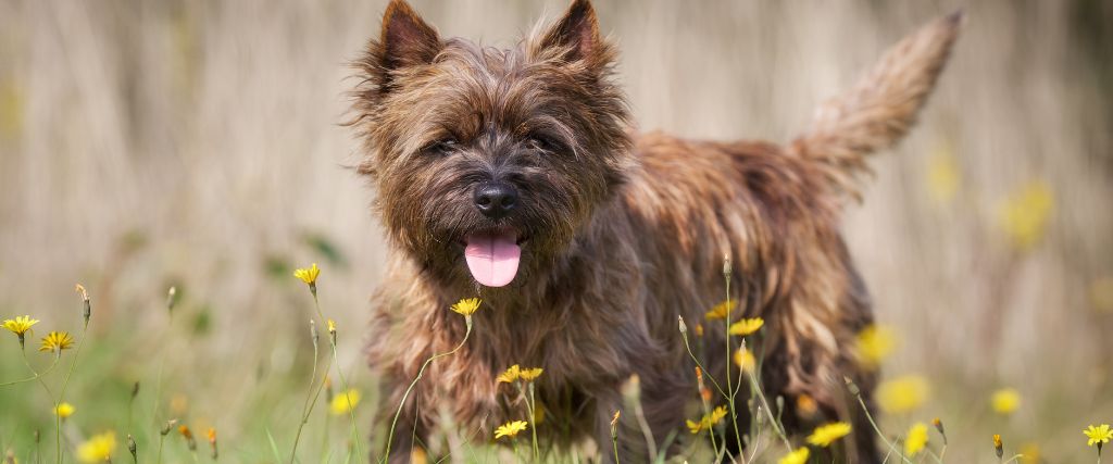 Cairn Terriers