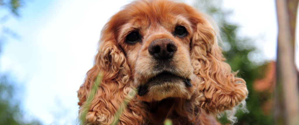 Cocker Spaniels