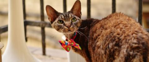 Devon Rex Breed