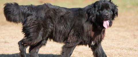 Newfoundland dog breed fact page