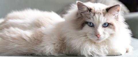 Ragdoll Cats