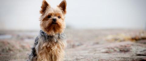 Yorkshire Terrier Breed