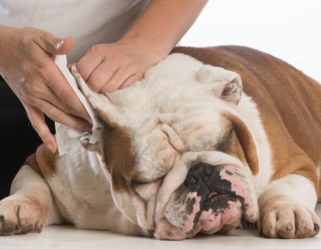 A Guide to Happy Ears: Keeping Your Pet’s Ears Healthy and Infection-Free