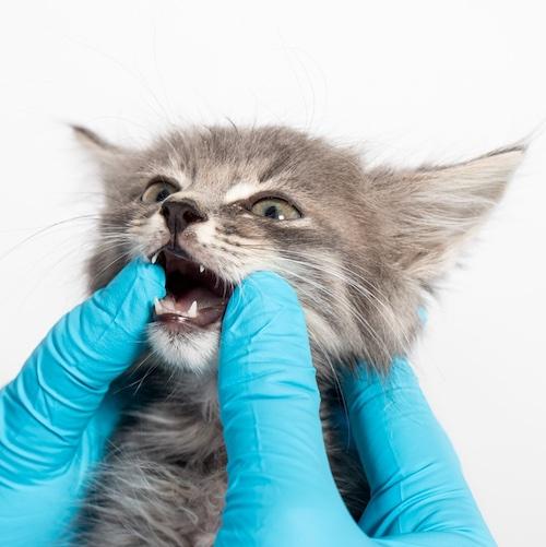 Dentistry