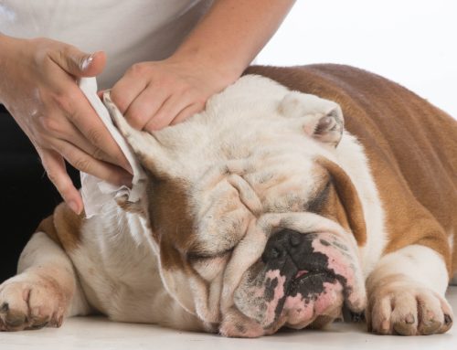 A Guide to Happy Ears: Keeping Your Pet’s Ears Healthy and Infection-Free