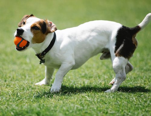 Keeping Your Furry Friends’ Smiles Bright: A Guide to Dental Health in Dogs and Cats