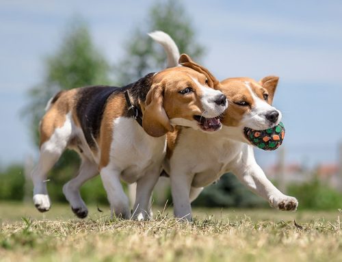 Understanding Your Dog’s Joint Health: Canine Osteoarthritis Explained